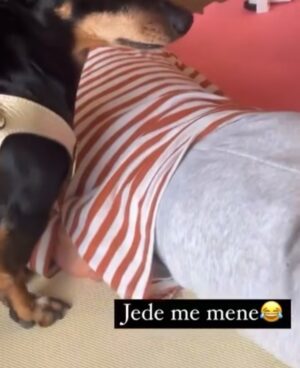 Jelisaveta Orašanin Instagram - U martu 2016. udomila sam moju Ljubicu, tada prebijenu, ranjenu i uplašenu na ulici. Od tog trenutka ona je moj ravnopravni član porodice. 💔🐾
Danas, dok je bezbedna i voljena, ne mogu da ćutim pred Nacrtom zakona o dobrobiti životinja koji umesto zaštite donosi nove oblike patnje i nehumanosti.
Potpišite peticiju 🙏🏻 :
https://peticije.kreni-promeni.org/petitions/stop-nehumanom-nacrtu-zakona-o-dobrobiti-zivotinja?source=homepage&utm_medium=promotion&utm_source=homepage
