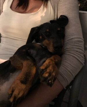 Jelisaveta Orašanin Instagram - U martu 2016. udomila sam moju Ljubicu, tada prebijenu, ranjenu i uplašenu na ulici. Od tog trenutka ona je moj ravnopravni član porodice. 💔🐾
Danas, dok je bezbedna i voljena, ne mogu da ćutim pred Nacrtom zakona o dobrobiti životinja koji umesto zaštite donosi nove oblike patnje i nehumanosti.
Potpišite peticiju 🙏🏻 :
https://peticije.kreni-promeni.org/petitions/stop-nehumanom-nacrtu-zakona-o-dobrobiti-zivotinja?source=homepage&utm_medium=promotion&utm_source=homepage