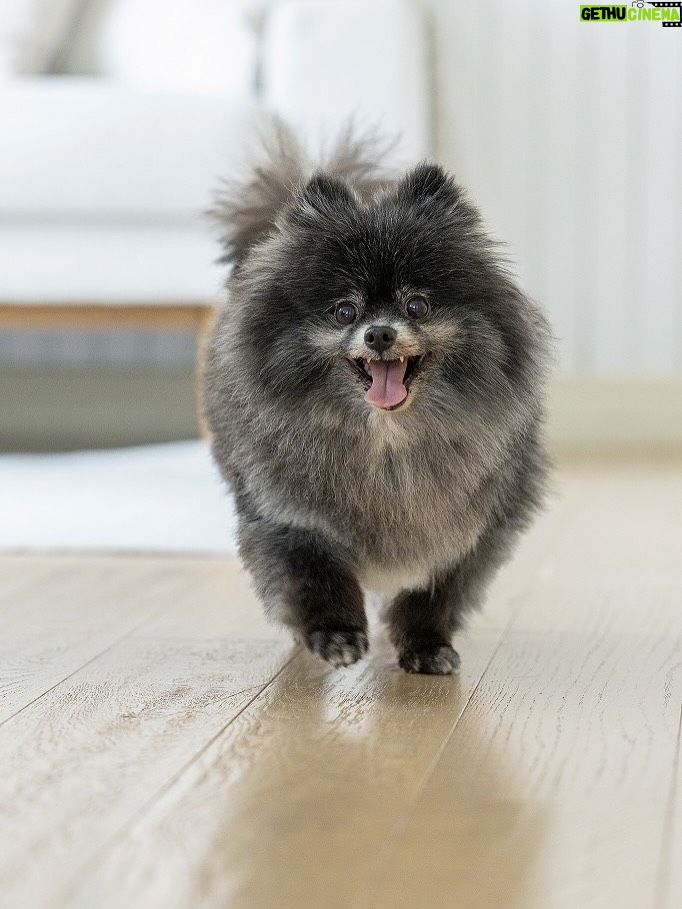 Karen Miyama - 2.8K Likes - 愛犬雑誌『Wan』10月号の表紙を
愛犬むすびと担当させていただきました✨

記念すべき回に呼んでいただき光栄です
かわいいむすびの写真とインタビューも盛りだくさんですのでぜひ…🥹

©AYAKO HACHISU