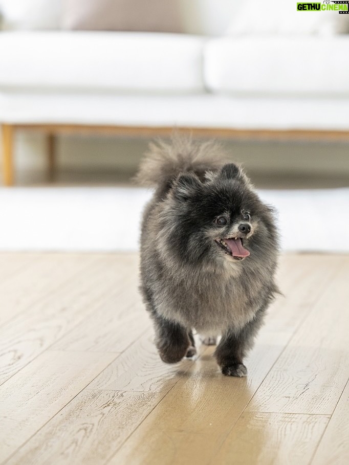 Karen Miyama - 2.8K Likes - 愛犬雑誌『Wan』10月号の表紙を
愛犬むすびと担当させていただきました✨

記念すべき回に呼んでいただき光栄です
かわいいむすびの写真とインタビューも盛りだくさんですのでぜひ…🥹

©AYAKO HACHISU