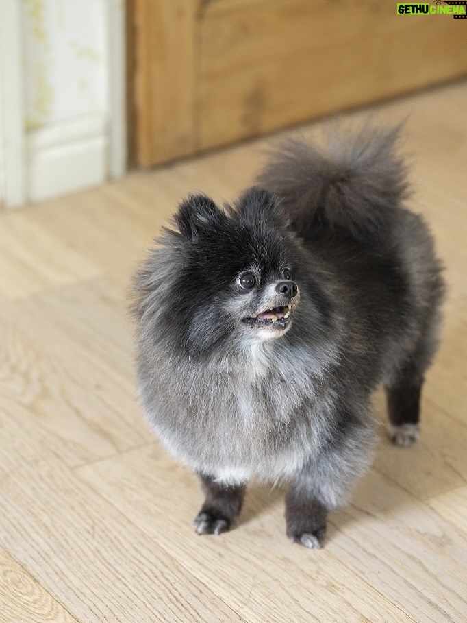 Karen Miyama - 2.8K Likes - 愛犬雑誌『Wan』10月号の表紙を
愛犬むすびと担当させていただきました✨

記念すべき回に呼んでいただき光栄です
かわいいむすびの写真とインタビューも盛りだくさんですのでぜひ…🥹

©AYAKO HACHISU