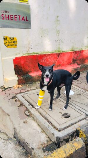 Kashish Singh Instagram - Meet “Langda Tyagi” my friend from Juhu. I bumped into this cutie who was full of life even with that plaster on! What a lovely lil soul and such a joy to watch. I just wanted to share the moment that filled my heart with warmth and happiness… enjoy guys!! 

#saturdayvibes #dogs #justlovedogs #purestsoulsonearth❤️ #thanksgodforeverything #bellavitakashish 🫶 🧚🏻‍♀️😇🧿🕉️