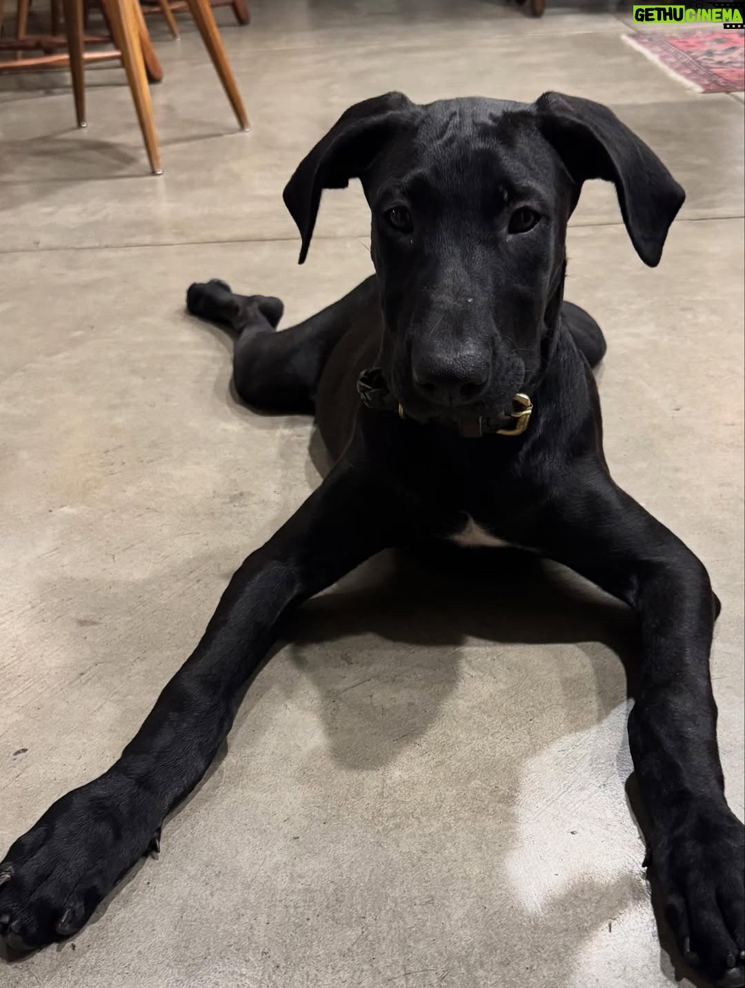 Katie Aselton - 6.9K Likes - I would like to introduce you to the newest duplass... please meet FRANCES. our intention was to foster her, but from the second we laid eyes on her, we knew she was meant for us. she is sweet and goofy and so loving. best birthday present ever. 

thank you to @thearcofca for saving Fran. our family will be forever better for it. if you have the space in your life, fostering/rescuing is so rewarding. 
 
and yes. I know this is technically a "foster fail," but the whole point of fostering is to find a great home for these dogs, right?! well, we did. ITS OURS 🤗 sounds like a foster win for us.