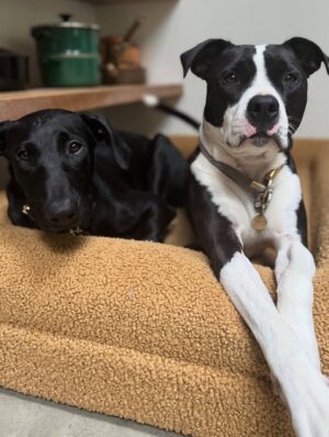 Katie Aselton Instagram - I would like to introduce you to the newest duplass... please meet FRANCES. our intention was to foster her, but from the second we laid eyes on her, we knew she was meant for us. she is sweet and goofy and so loving. best birthday present ever. 

thank you to @thearcofca for saving Fran. our family will be forever better for it. if you have the space in your life, fostering/rescuing is so rewarding. 
 
and yes. I know this is technically a "foster fail," but the whole point of fostering is to find a great home for these dogs, right?! well, we did. ITS OURS 🤗 sounds like a foster win for us.