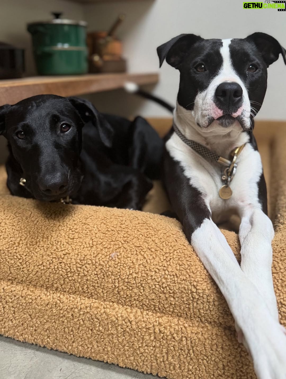 Katie Aselton - 6.9K Likes - I would like to introduce you to the newest duplass... please meet FRANCES. our intention was to foster her, but from the second we laid eyes on her, we knew she was meant for us. she is sweet and goofy and so loving. best birthday present ever. 

thank you to @thearcofca for saving Fran. our family will be forever better for it. if you have the space in your life, fostering/rescuing is so rewarding. 
 
and yes. I know this is technically a "foster fail," but the whole point of fostering is to find a great home for these dogs, right?! well, we did. ITS OURS 🤗 sounds like a foster win for us.