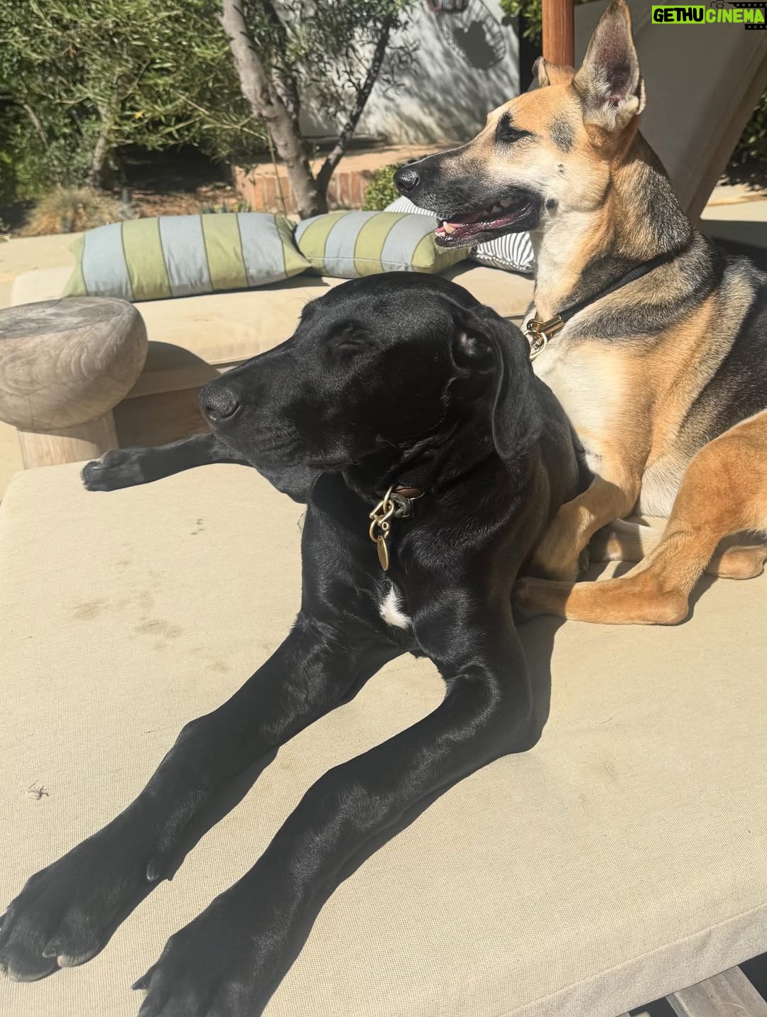 Katie Aselton - 6.9K Likes - I would like to introduce you to the newest duplass... please meet FRANCES. our intention was to foster her, but from the second we laid eyes on her, we knew she was meant for us. she is sweet and goofy and so loving. best birthday present ever. 

thank you to @thearcofca for saving Fran. our family will be forever better for it. if you have the space in your life, fostering/rescuing is so rewarding. 
 
and yes. I know this is technically a "foster fail," but the whole point of fostering is to find a great home for these dogs, right?! well, we did. ITS OURS 🤗 sounds like a foster win for us.
