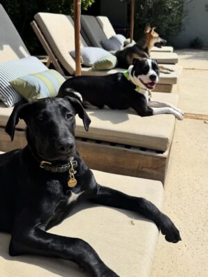 Katie Aselton Instagram - I would like to introduce you to the newest duplass... please meet FRANCES. our intention was to foster her, but from the second we laid eyes on her, we knew she was meant for us. she is sweet and goofy and so loving. best birthday present ever. 

thank you to @thearcofca for saving Fran. our family will be forever better for it. if you have the space in your life, fostering/rescuing is so rewarding. 
 
and yes. I know this is technically a "foster fail," but the whole point of fostering is to find a great home for these dogs, right?! well, we did. ITS OURS 🤗 sounds like a foster win for us.