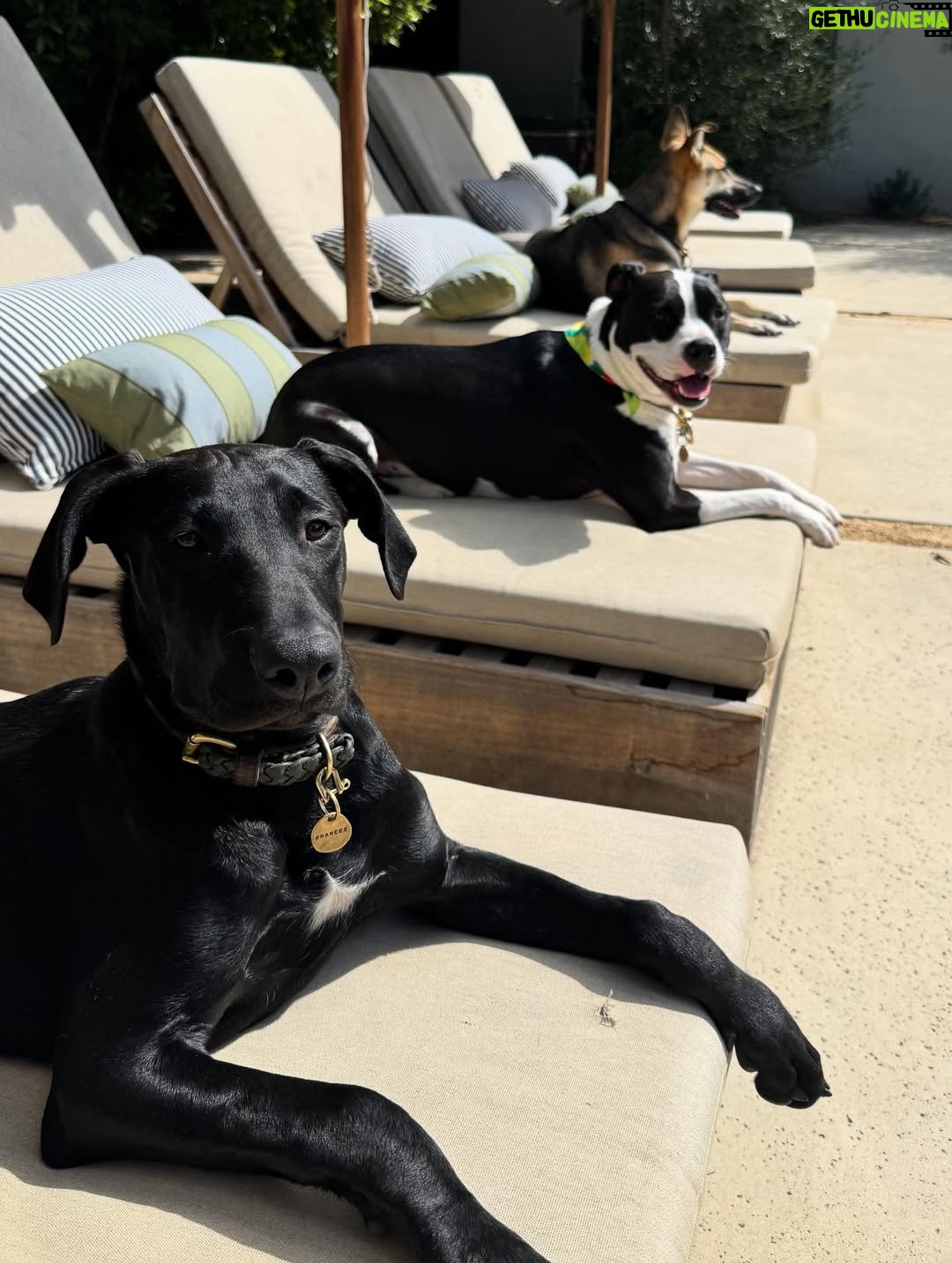 Katie Aselton - 6.9K Likes - I would like to introduce you to the newest duplass... please meet FRANCES. our intention was to foster her, but from the second we laid eyes on her, we knew she was meant for us. she is sweet and goofy and so loving. best birthday present ever. 

thank you to @thearcofca for saving Fran. our family will be forever better for it. if you have the space in your life, fostering/rescuing is so rewarding. 
 
and yes. I know this is technically a "foster fail," but the whole point of fostering is to find a great home for these dogs, right?! well, we did. ITS OURS 🤗 sounds like a foster win for us.