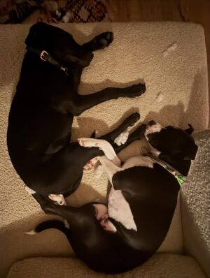 Katie Aselton Instagram - I would like to introduce you to the newest duplass... please meet FRANCES. our intention was to foster her, but from the second we laid eyes on her, we knew she was meant for us. she is sweet and goofy and so loving. best birthday present ever. 

thank you to @thearcofca for saving Fran. our family will be forever better for it. if you have the space in your life, fostering/rescuing is so rewarding. 
 
and yes. I know this is technically a "foster fail," but the whole point of fostering is to find a great home for these dogs, right?! well, we did. ITS OURS 🤗 sounds like a foster win for us.