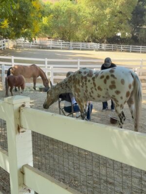 Kelly Noonan Instagram - On Friday after a heavy two days I did Equine Therapy with my brilliant facilitator @kateneliganequinecoach.
Horses are so sensitive. So good. So beautiful. But their wildness, strength, and size has always scared me. I first started doing equine therapy to get over my fear of horses but what has unfolded and what heals every time I work with horses has been massive, awe-inspiring, and mystical.
Horses hearts are five times the size of humans and they give off an electro-magnetic field that is healing just to be in the presence of. But they also tune into our energy and start to behave in ways that reflect back what they are picking up in our energetic field.
The beautiful spotted horse named Pico worked with my head space to remove old disempowering thought patterns and story loops. He also worked on my back and shoulder where I carry a lot of tension and unexpressed emotion. He also stood over me to experience receiving protective energy. That one hit deep. So much more transpired but I cried much needed tears. Grieving some personal heartache, some sadness around some very close family members dealing with gnarly stuff, and the collective heaviness of what’s been happening this week.
I had profound “aha’s” working with the horses but some of the takeaways were:
- I am moving into a new space with a higher perspective
- Joy and play are extremely important to my creativity and work, as that is my essence
- Be present, grounded in the presence of big energies and trust that I can handle it all and that I am worthy of receiving the love, protection, and abundance that life is presenting.
If this resonates, I highly encourage trying equine therapy. It’s incredible for trauma, neuro divergence and highly sensitive people, emotional and energetic roots of physical dis-eases, heartbreak, big transitions and so much more. Much love xx