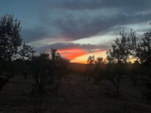 Laçin Ceylan Instagram - #colors 
#naturephotography 
#nofilter 
#doğai̇yigelir