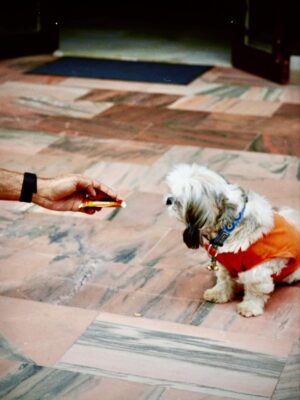 Lavanya Tripathi Instagram - Zero interest in small talk. 100% interest in biscuits 🍪✨
And thats Piku for you!
#happyinternationaldogday ! ❣️