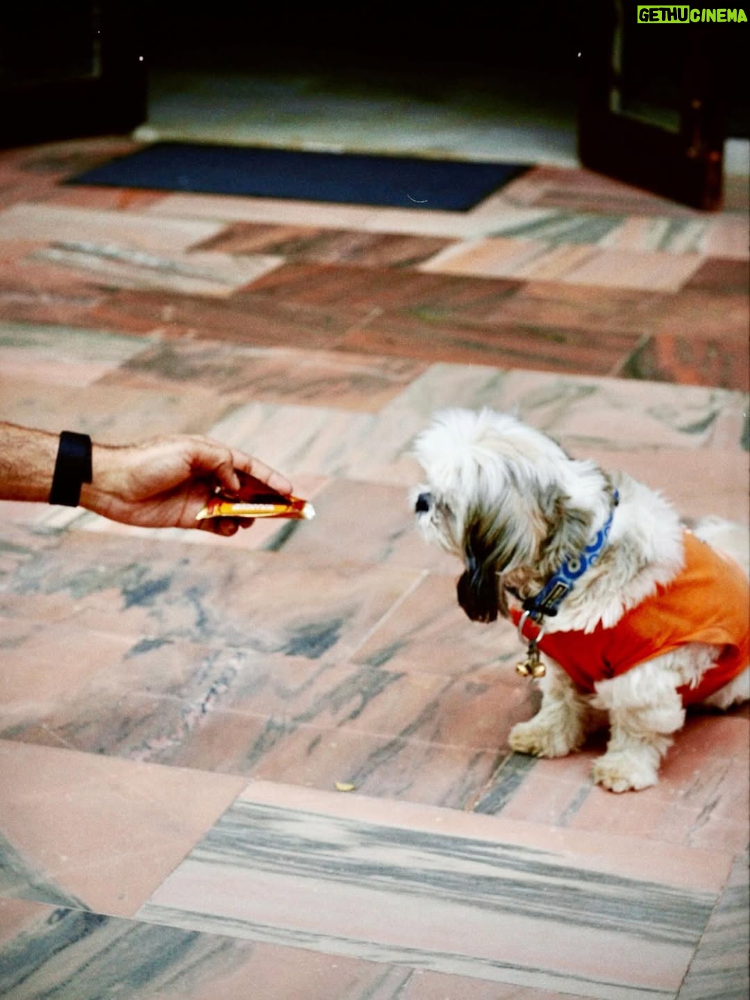 Lavanya Tripathi - 370.1K Likes - Zero interest in small talk. 100% interest in biscuits 🍪✨
And thats Piku for you!

#happyinternationaldogday ! ❣️