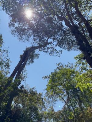 Leticia Spiller Instagram - Alguns registros para dizer que somos ela 💚🍀🍃☀️🙏🏽 #natureza
#diadanatureza é todo dia