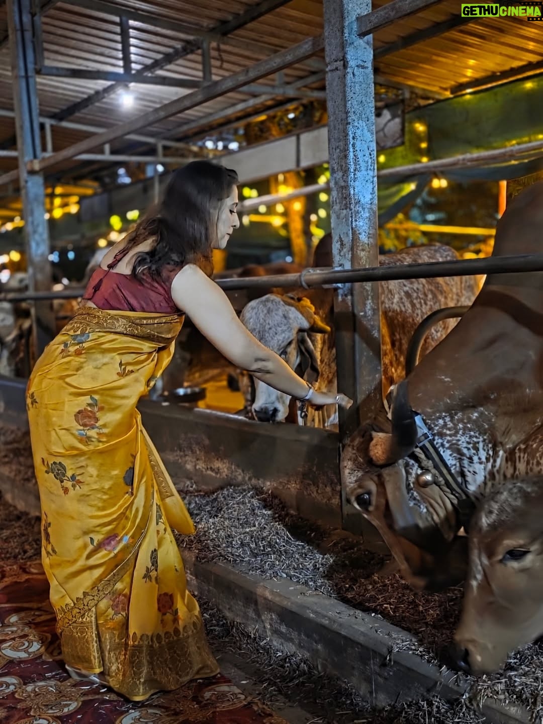 Madhurani Gokhale - 5.4K Likes - माझी बहीण अमृता सहस्रबुद्धे आणि तिचे पती रविशंकर सहस्रबुद्धे यांची रावेत येथे १०० देशी गायींची गोशाळा आहे. काल वसुबारसेनिमित्त तिथे मोठे यज्ञ झाला. कालची वसुबारस छान साजरी झाली.
@gokhalesahasrabudhe
@ravishankar79