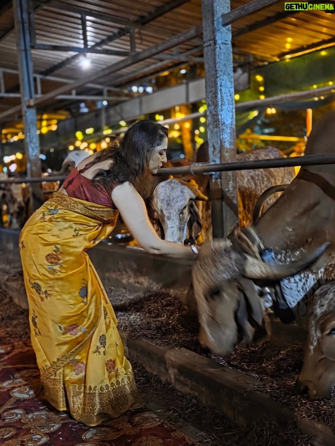Madhurani Gokhale - 5.4K Likes - माझी बहीण अमृता सहस्रबुद्धे आणि तिचे पती रविशंकर सहस्रबुद्धे यांची रावेत येथे १०० देशी गायींची गोशाळा आहे. काल वसुबारसेनिमित्त तिथे मोठे यज्ञ झाला. कालची वसुबारस छान साजरी झाली.
@gokhalesahasrabudhe
@ravishankar79