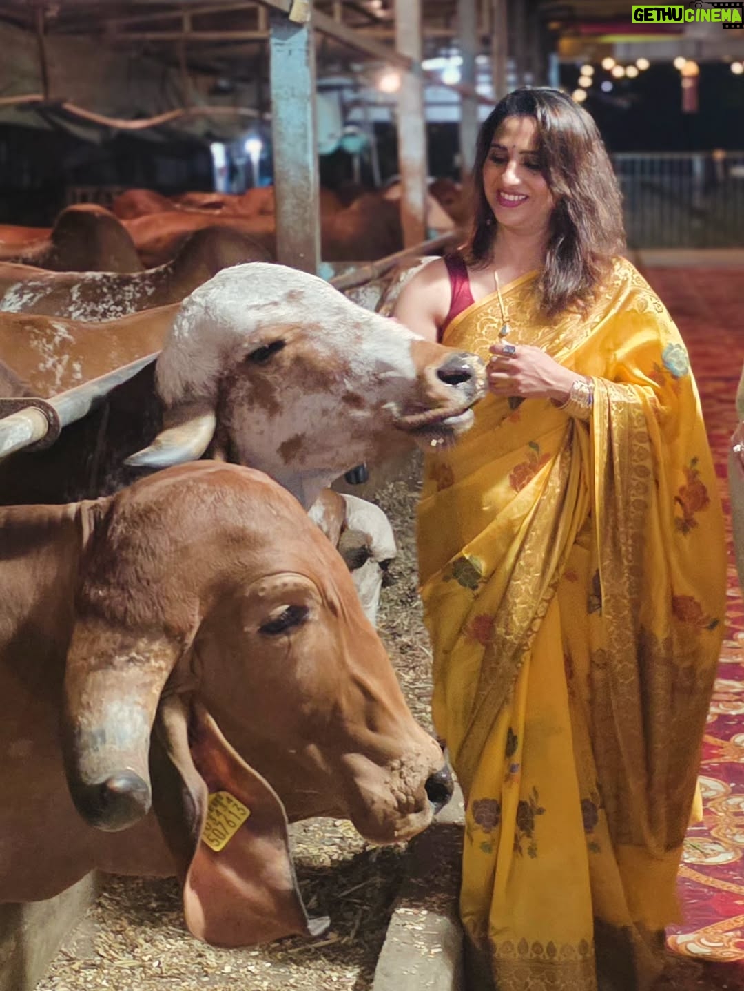 Madhurani Gokhale - 5.4K Likes - माझी बहीण अमृता सहस्रबुद्धे आणि तिचे पती रविशंकर सहस्रबुद्धे यांची रावेत येथे १०० देशी गायींची गोशाळा आहे. काल वसुबारसेनिमित्त तिथे मोठे यज्ञ झाला. कालची वसुबारस छान साजरी झाली.
@gokhalesahasrabudhe
@ravishankar79