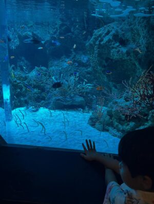 Mai Hakase Instagram - 息子がチンアナゴが好きでチンアナゴを見に行った日🫶
2人で水族館は何年ぶりだろうか、、たぶん3年ぶりくらいな気がする🤭1歳の頃は年パス買ってよく連れて行ってたんだけど、引っ越してからはこれてなかったー！やはり1歳の時とは過ごし方も違って私も楽しめました☺️🐬
イルカショー見ていつも感動する🥹イルカて賢いよねほんと😳

#息子の夏休み
#インター生の夏休み
#4歳夏