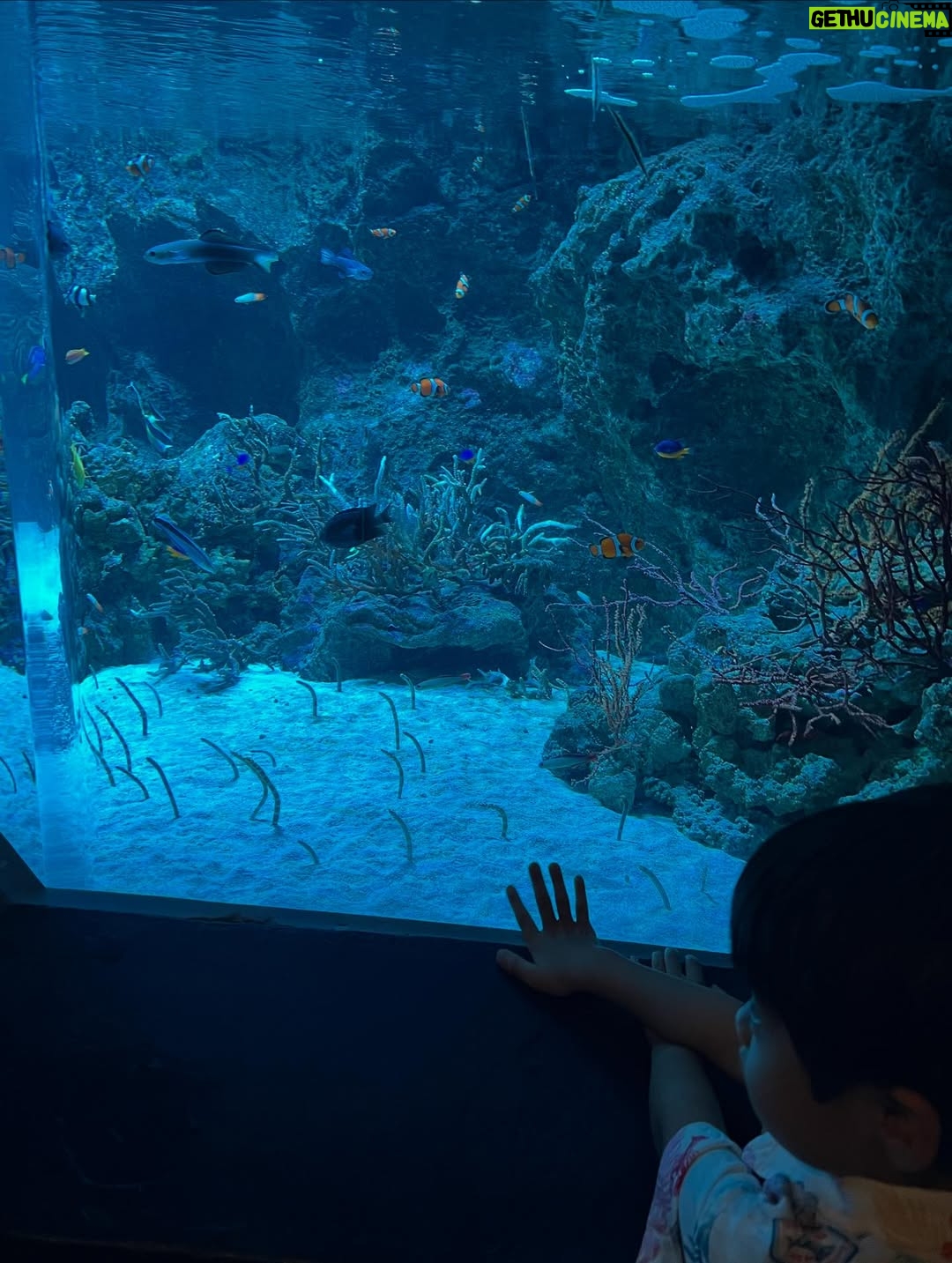 Mai Hakase - 823 Likes - 息子がチンアナゴが好きでチンアナゴを見に行った日🫶
2人で水族館は何年ぶりだろうか、、たぶん3年ぶりくらいな気がする🤭1歳の頃は年パス買ってよく連れて行ってたんだけど、引っ越してからはこれてなかったー！やはり1歳の時とは過ごし方も違って私も楽しめました☺️🐬
イルカショー見ていつも感動する🥹イルカて賢いよねほんと😳

#息子の夏休み
#インター生の夏休み
#4歳夏