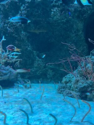 Mai Hakase Instagram - 息子がチンアナゴが好きでチンアナゴを見に行った日🫶
2人で水族館は何年ぶりだろうか、、たぶん3年ぶりくらいな気がする🤭1歳の頃は年パス買ってよく連れて行ってたんだけど、引っ越してからはこれてなかったー！やはり1歳の時とは過ごし方も違って私も楽しめました☺️🐬
イルカショー見ていつも感動する🥹イルカて賢いよねほんと😳

#息子の夏休み
#インター生の夏休み
#4歳夏