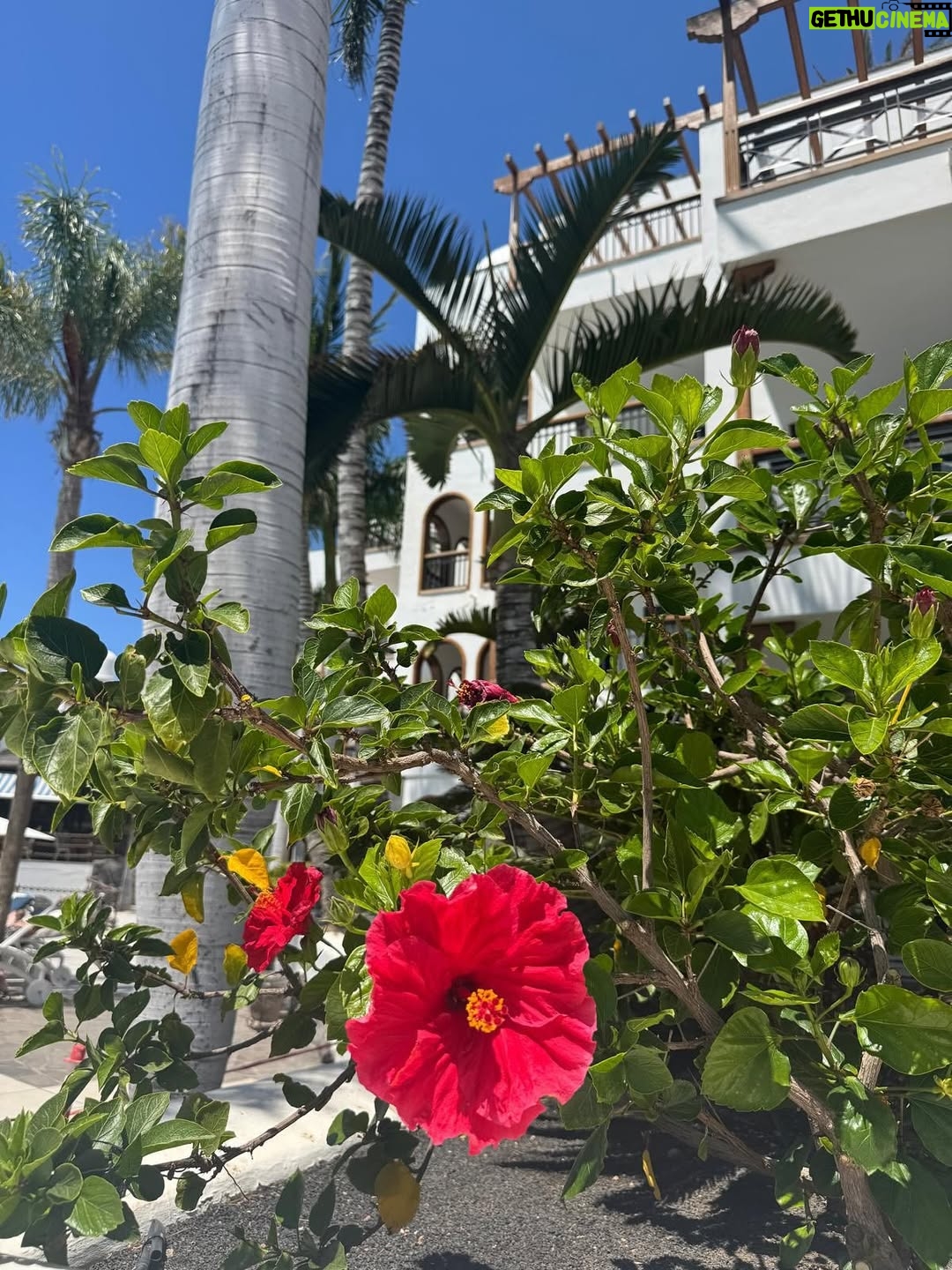 Malú - 43.7K Likes - Días maravillosos de desconexión en Lanzarote! En un lugar mágico q ya se está empezando a convertir en mi casa… 
He comido, he reído, he bailado, he disfrutado de mi familia, he descansado, los más peques no han parado ni un minuto… 
Y todo en este maravilloso lugar @princesayaiza en el q una vez más nos han tratado increíble haciéndonos sentir como en casa ❤️
Han sido días muy felices para todos! 
Millones de gracias !