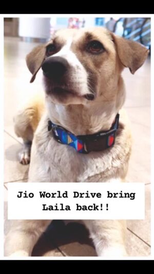 Mansha Bahl Instagram - Day 8 Silent Protest@jioworlddrive Bring Laila back!! #Justiceforlaila #BringLailaback @anantambaniii @ishaambani @nita.ambaniii @vantara @vantaradogs @mumbai_tv @mumbaitoday.news @journo_afzal @sundaymidday @timesofindia @indiatvnews @indianexpress @nmacc.india @reliancefoundation @karishmaktanna @ishwetagulati @mansha_bahl @sapna_parmar2124 @aajtak @xavierbernardsantiago @petaindia @ashar_meet @thejohnabraham @upasnasinghofficial @upasnasinghofficial @ambanianantmukesh @akrambmx