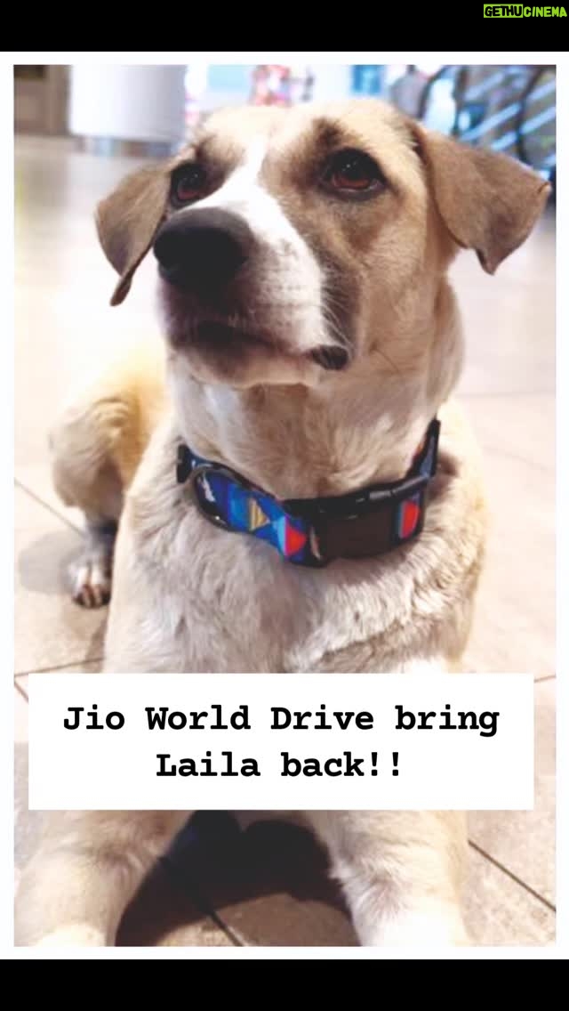 Mansha Bahl - 1.6K Likes - Day 8 Silent Protest@jioworlddrive Bring Laila back!! #Justiceforlaila #BringLailaback @anantambaniii @ishaambani @nita.ambaniii @vantara @vantaradogs @mumbai_tv @mumbaitoday.news @journo_afzal @sundaymidday @timesofindia @indiatvnews @indianexpress @nmacc.india @reliancefoundation @karishmaktanna @ishwetagulati @mansha_bahl @sapna_parmar2124 @aajtak @xavierbernardsantiago @petaindia @ashar_meet @thejohnabraham @upasnasinghofficial @upasnasinghofficial @ambanianantmukesh @akrambmx