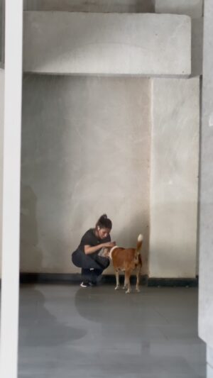 Mansha Bahl Instagram - Try to love them, they will love u back. Our streets are their homes. Don’t make them homeless. Feed them n see how they greet you. Humare bacche hain yeh. It’s their home too.
#justiceforstreetdogsofdelhi #justicefordelhistreetdogs