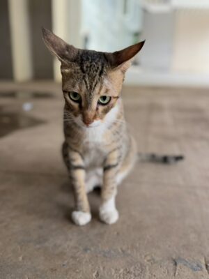 Mansha Bahl Instagram - 💔😢
Mera pyara Cookie, mera sabse accha beta… I never knew that when I left, I was meeting you for the last time. Feeding the building cats will never be the same without you. You waited for me every day with your long, proud tail, and I will miss your meows and the way you showed your love. Just one tak-tak and you knew that didi had come with food.
You deserved so much better, baby — life where ppl valued your love . My heart aches knowing you didn’t get the life you deserved. But I believe I will see you again in another universe. Wait for me, my child. Rest in peace, my sweet Cookie.