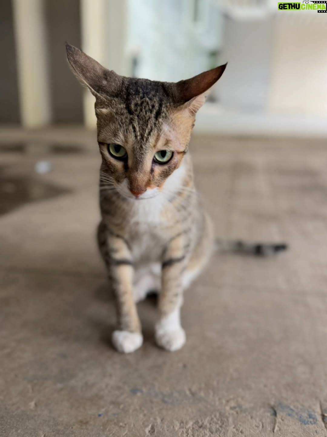 Mansha Bahl - 324 Likes - 💔😢 
Mera pyara Cookie, mera sabse accha beta… I never knew that when I left, I was meeting you for the last time. Feeding the building cats will never be the same without you. You waited for me every day with your long, proud tail, and I will miss your meows and the way you showed your love. Just one tak-tak and you knew that didi had come with food.

You deserved so much better, baby — life where ppl valued your love . My heart aches knowing you didn’t get the life you deserved. But I believe I will see you again in another universe. Wait for me, my child. Rest in peace, my sweet Cookie.