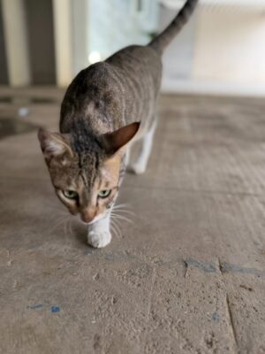 Mansha Bahl Instagram - 💔😢
Mera pyara Cookie, mera sabse accha beta… I never knew that when I left, I was meeting you for the last time. Feeding the building cats will never be the same without you. You waited for me every day with your long, proud tail, and I will miss your meows and the way you showed your love. Just one tak-tak and you knew that didi had come with food.
You deserved so much better, baby — life where ppl valued your love . My heart aches knowing you didn’t get the life you deserved. But I believe I will see you again in another universe. Wait for me, my child. Rest in peace, my sweet Cookie.