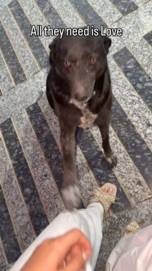 Mansha Bahl Instagram - This my beloved Kaali. N I can’t imagine n can’t come to terms with , that one day - any day, any bas^* will come n take her away from us? She’s the most lovable dog. Whts her f** fault. All ur politics.. spare them from your sh**. M heartbroken, ever since this news has come out. Nothing is feeling right. U r not only kil*ing them but all of us who have cared for them, are attached to them. #savedelhincrdogs