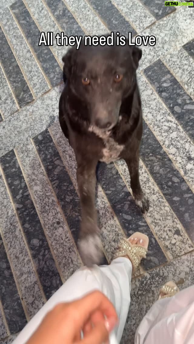 Mansha Bahl - 646 Likes - This my beloved Kaali. N I can’t imagine n can’t come to terms with , that one day - any day, any bas^* will come n take her away from us? She’s the most lovable dog. Whts her f** fault. All ur politics.. spare them from your sh**. M heartbroken, ever since this news has come out. Nothing is feeling right.  U r not only kil*ing them but all of us who have cared for them, are attached to them. #savedelhincrdogs