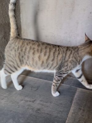 Mansha Bahl Instagram - 💔😢
Mera pyara Cookie, mera sabse accha beta… I never knew that when I left, I was meeting you for the last time. Feeding the building cats will never be the same without you. You waited for me every day with your long, proud tail, and I will miss your meows and the way you showed your love. Just one tak-tak and you knew that didi had come with food.
You deserved so much better, baby — life where ppl valued your love . My heart aches knowing you didn’t get the life you deserved. But I believe I will see you again in another universe. Wait for me, my child. Rest in peace, my sweet Cookie.