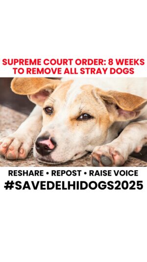 Mansha Bahl Instagram - Call to action : India SOS 🆘 👉 SEND EMAILS NOW - LINK IN BIO
⚠️ Everyone please send this email to our Hon’ble Chief Justice of India
*Step 1* : click on the link in bio
*Step 2* : click on “Direct Mail”
*Step 3* : add your name in the end
*Step 4* : click “send”
Reshare ✅ Repost ✅ Tag All Officials @supremecourtindia_judgement @cmo.delhi @pmooffice110011 @supreme_court_india @officialrekhagupta
The recent order by the Apex Court of India to confine 500,000 dogs to shelters is a grave injustice, effectively condemning these innocent animals to death due to system’s inability to shoulder the financial burden, which could exceed ₹10,000 crore annually. The ongoing failure to implement effective rabies vaccination and sterilization programs raises serious questions about the allocation of resources specifically dedicated to animal welfare. Especially with a budget of ₹7,000 crores for 2025 ,if utilized properly, could significantly control the stray dog population .
The presence of abandoned government buildings SPCA s and insufficient infrastructure highlights systemic mismanagement, yet the court chose to penalize the dogs rather than hold municipal authorities accountable for their misuse of funds.
Meanwhile, dedicated caregivers and NGOs are left to shoulder the responsibilities of sterilization and vaccination, often at their own expense, while the media perpetuates misleading narratives that influence judicial decisions. It is imperative to mobilize public support by contacting the Honorable Chief Justice of India to advocate for a more humane and responsible approach to this pressing issue
#awcs #savedelhincrdogs #savedelhidogs #savedelhidogs2025 #animallivesmatter #savestraydogs #animalrescue #animallivesmatter #wewantjustice #justicefordogs #animalrights #delhipolice #supremecourtofindia #animallaws #takelawsback