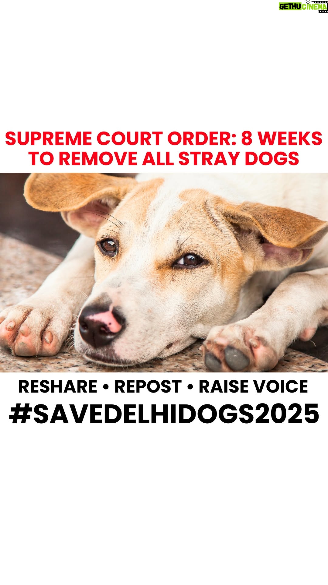 Mansha Bahl - 568 Likes - Call to action : India SOS 🆘 👉 SEND EMAILS NOW - LINK IN BIO 

⚠️ Everyone please send this email to our Hon’ble Chief Justice of India

*Step 1* : click on the link in bio
*Step 2* : click on “Direct Mail”
*Step 3* : add your name in the end
*Step 4* : click “send”

Reshare ✅ Repost ✅ Tag All Officials @supremecourtindia_judgement @cmo.delhi @pmooffice110011 @supreme_court_india @officialrekhagupta 

The recent order by the Apex Court of India to confine 500,000 dogs to shelters is a grave injustice, effectively condemning these innocent animals to death due to  system’s inability to shoulder the financial burden, which could exceed ₹10,000 crore annually. The ongoing failure to implement effective rabies vaccination and sterilization programs raises serious questions about the allocation of resources specifically dedicated to animal welfare. Especially with a budget of ₹7,000 crores for 2025 ,if utilized properly, could significantly control the stray dog population .

 The presence of abandoned government buildings SPCA s and insufficient infrastructure highlights systemic mismanagement,  yet  the court chose to penalize the dogs rather than hold municipal authorities accountable for their misuse of funds. 

Meanwhile, dedicated caregivers and NGOs are left to shoulder the responsibilities of sterilization and vaccination, often at their own expense, while the media perpetuates misleading narratives that influence judicial decisions. It is imperative to mobilize public support by contacting the Honorable Chief Justice of India to advocate for a more humane and responsible approach to this pressing issue

#awcs #savedelhincrdogs #savedelhidogs #savedelhidogs2025 #animallivesmatter #savestraydogs #animalrescue #animallivesmatter #wewantjustice #justicefordogs #animalrights #delhipolice #supremecourtofindia #animallaws #takelawsback