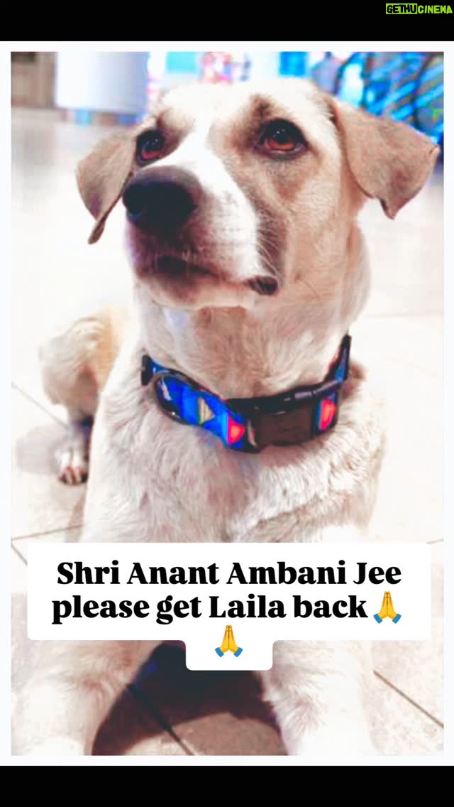Mansha Bahl - 1.8K Likes - Day 11  Silent Protest@jioworlddrive Bring Laila back!! #Justiceforlaila #BringLailaback Shri @ambanianantmukesh  Jee Please help me get Laila back....Aapse haath jod kar Vinti hai🙏🙏 @anantambaniii @ishaambani @nita.ambaniii @vantara @vantaradogs @mumbai_tv @mumbaitoday.news @journo_afzal @taxiforpaws @sundaymidday @timesofindia @indiatvnews @indianexpress @nmacc.india @reliancefoundation @karishmaktanna @ishwetagulati @mansha_bahl @sapna_parmar2124 @aajtak @xavierbernardsantiago @petaindia @ashar_meet @thejohnabraham @upasnasinghofficial @upasnasinghofficial @ambanianantmukesh @vantara @vantaradogs @akrambmx  #shareforshare #shareforreach