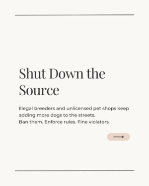 Mansha Bahl Instagram - Delhi’s dogs are under threat and so is compassion.
The Supreme Court’s removal order will not solve overpopulation, rabies, or bite cases. It will only cause cruelty, chaos, and more dogs on the streets later.
The solution already exists: mass sterilisation, rabies vaccination, shutting down illegal breeders, and using ABC funds transparently. The law (ABC Rules 2023) is clear. The money is there. The responsibility lies with State & Central Governments but only public pressure will make them act.
Here’s what you can do TODAY:
👉 Share this post in your stories.
👉 Tag your MLA, MP, and CM.
👉 Ask: Where is the ABC implementation report? Where is the budget being used?
Keeping the streets safe means keeping the wild on the streets sterilised, vaccinated, and cared for not thrown into shelters to die.
Sterilise. Vaccinate. Regulate. Not cruelty.
.
.
.
.
.
.
#Streetdogsofbombay #StreetDogsofIndia #StreetDogLove #dogloversfeed #StrayDogRights #StreetDogsofIndia #streetdoglove #delhicrime #DelhiPolice #delhigram #StreetDogsDeserveBetter #StrayFeederRights