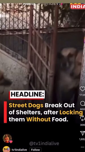 Mansha Bahl Instagram - These r the shelters?!! No food no water!!!
U ppl are digging ur own fate. #savestreetdogsofdelhincr #savestreetdogsofdelhi #justiceforstreetdogsofdelhirajasthan #savedelhincrdo