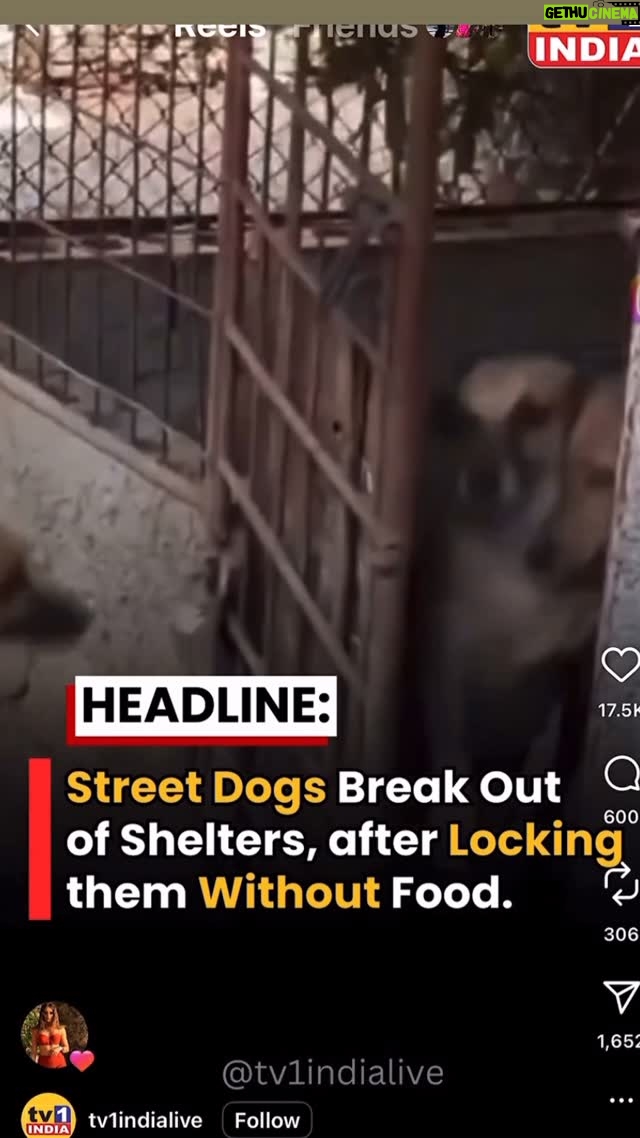 Mansha Bahl - 2.7K Likes - These r the shelters?!! No food no water!!! 
U ppl are digging ur own fate. #savestreetdogsofdelhincr #savestreetdogsofdelhi #justiceforstreetdogsofdelhirajasthan #savedelhincrdo