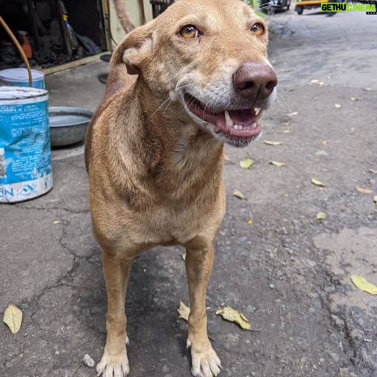 Mansha Bahl - 0.9K Likes - You are hurting those who can’t speak or fight for themselves. Every tear will be counted. God is watching everything. & soon no one will be there to protect your home. You have taken away man’s best friend.

Karma will hit you — not just you, but everyone around you will suffer. You are hurting God’s friend, man’s best friend. You have punished those who still wait for you, wag their tails when you come home, and protect you, your daughters, and your house. Now something very serious is coming your way. This is how you are treating God’s angel. #savstreetdogsofdelhi #delhistreetdogs #savestreetdogs