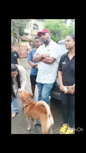 Mansha Bahl Instagram - " ORDER REMOVAL OF AUTHORITIES NOT DOGS "
Blame the Municipal Corporation of the Country not the dogs, the judicial system should pass orders to fine, or terminate incompetent authorities who have failed at their Task for Decades now
Let's Unite Let's Stay Together
Maharashtra Stand in Support Delhi
" Bezubaan Ki Ladai Mein Darna Mana Hai "
#savedelhincrdogs