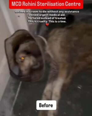 Mansha Bahl Instagram - ABC Sterlisation unit!!! 🤬🤬🤬🤬 SLAUGHTER FACTORY #savedelhincrdogs