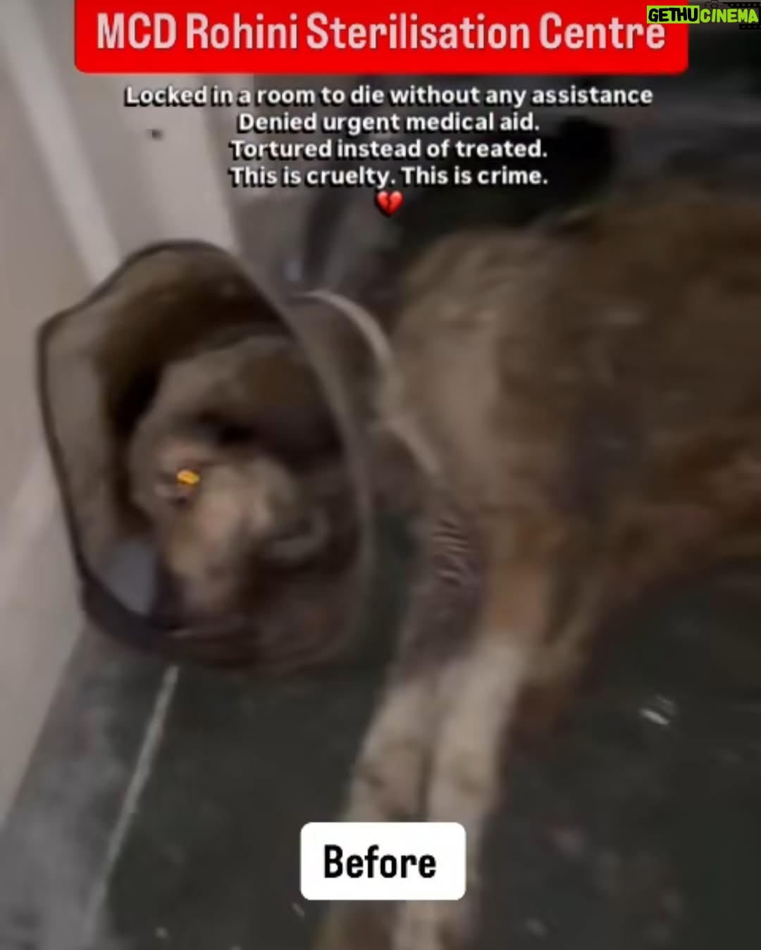 Mansha Bahl - 647 Likes - ABC Sterlisation unit!!! 🤬🤬🤬🤬 SLAUGHTER FACTORY #savedelhincrdogs