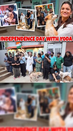 Mansha Bahl Instagram - Some people don’t just talk about causes — they feel them. @lokhandeankita is one of those rare souls who carries the pain of the voiceless like her own. On our trip to Yoda, it was clear how deeply she connects with this cause — real, raw, and full of heart.
This Independence Day, This vlog is more than just a video; it’s a voice for those who cannot speak. The new Supreme Court order needs to be revisited — because freedom is not meant for a few, it is meant for all. Even the ones who wag their tails, guard our homes, and love us unconditionally. 🐾🇮🇳 #FreedomForAll”**
Hats off to @yodamumbai @dhi_tejwani @priyaagarwalhebbar @xavierbernardsantiago and the entire Yoda team for being true warriors for these voiceless souls — rescuing, treating, and sterilizing dogs, cats, and other animals tirelessly on their own. Your work is hope in action. ✨ #savestreetdogsofdelhincr #justiceforstreetdogsofdelhincr #savedelhincrdogs