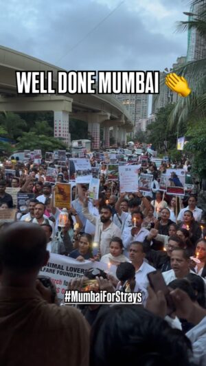 Mansha Bahl Instagram - It was absolutely heartwarming to see such a massive turnout at the Lokhandwala protest today. Our unwavering unity cannot be ignored by the judiciary for long ❤️ #mumbaiforstrays
.
.
.
#animalrescue #animal #animalrights #mumbaikar #protest #dogs #delhi #supremecourt #animalcruelty #delhidogs #breakingnews #cruelty #youth #unity #indian #india #maharashtra #rajsthan #tameimpala #savedelhincrdogs