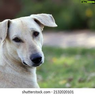 Mansha Bahl - 0.9K Likes - You are hurting those who can’t speak or fight for themselves. Every tear will be counted. God is watching everything. & soon no one will be there to protect your home. You have taken away man’s best friend.

Karma will hit you — not just you, but everyone around you will suffer. You are hurting God’s friend, man’s best friend. You have punished those who still wait for you, wag their tails when you come home, and protect you, your daughters, and your house. Now something very serious is coming your way. This is how you are treating God’s angel. #savstreetdogsofdelhi #delhistreetdogs #savestreetdogs
