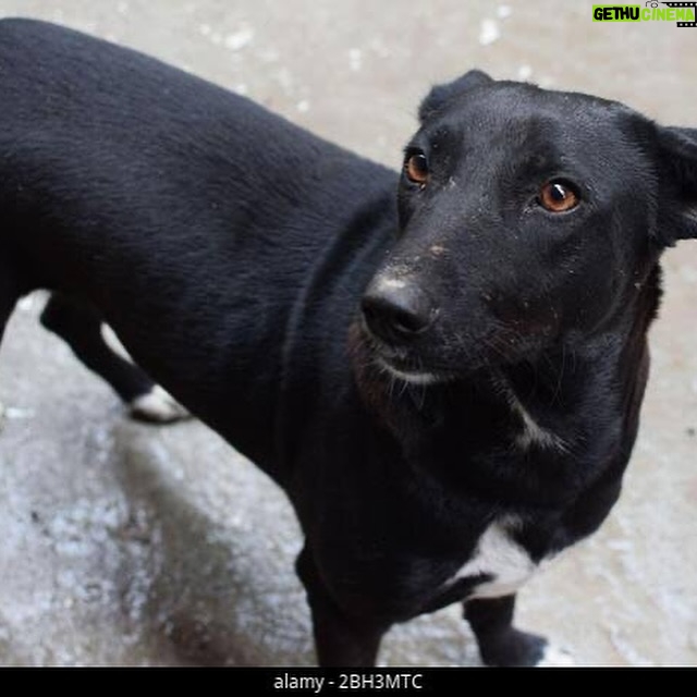 Mansha Bahl - 0.9K Likes - You are hurting those who can’t speak or fight for themselves. Every tear will be counted. God is watching everything. & soon no one will be there to protect your home. You have taken away man’s best friend.

Karma will hit you — not just you, but everyone around you will suffer. You are hurting God’s friend, man’s best friend. You have punished those who still wait for you, wag their tails when you come home, and protect you, your daughters, and your house. Now something very serious is coming your way. This is how you are treating God’s angel. #savstreetdogsofdelhi #delhistreetdogs #savestreetdogs