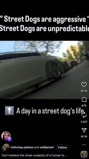 Mansha Bahl Instagram - So a research was done. & a street was made to wear a body cam. So this is what a regular street dog goes thru in a day in his/ her life. N after all this, u blame them for attacking - BLAME your mindset. #savestreetdogsofdelhincr #savestreetdogsofdelhi