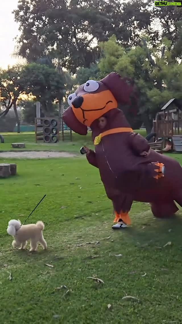 María Pía Copello - 3.2K Likes - Mis Domingos con Sisi 🤭🤣🐶 
¿Quien pasea a quien? 🤣🤣
No se pierdan la levantada de patita por favor 🤣 

PD: si bien Sisi no sale tanto en mis videos (porque tiene su carácter jajaja) siempre la pasamos bien juntas, pero ella es como su papi Samuel, detrás de cámaras está contenta 😂🤭
